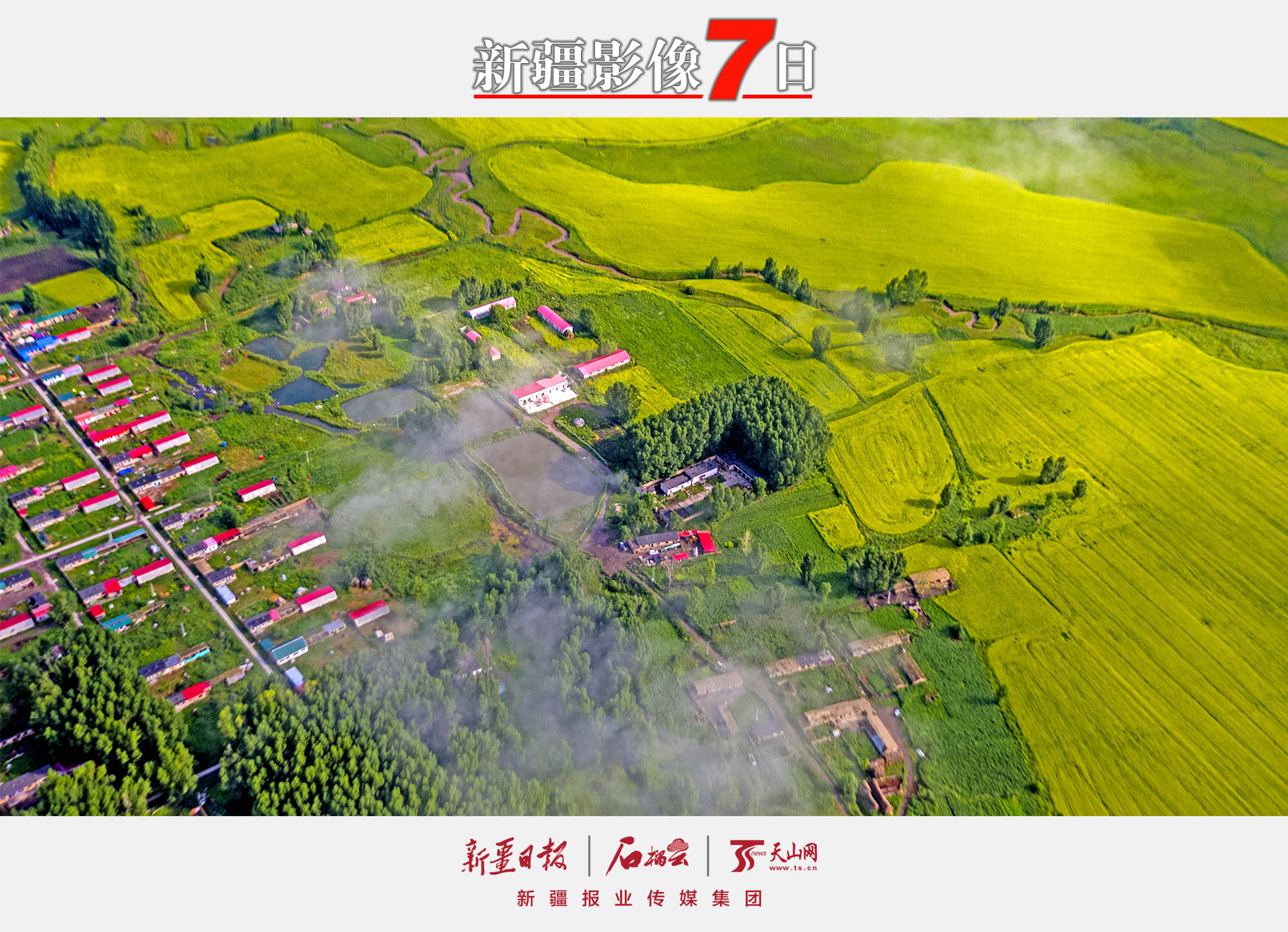 7月13日，在昭蘇縣洪納海鎮(zhèn)附近的油菜花海（無人機拍攝）。昭蘇縣是新疆重要的油菜種植基地，油菜種植面積50萬畝左右，每年7月中旬前后，一望無際的油菜花海猶如一條條金色的織毯將昭蘇大草原裝扮的分外美麗。李文武攝