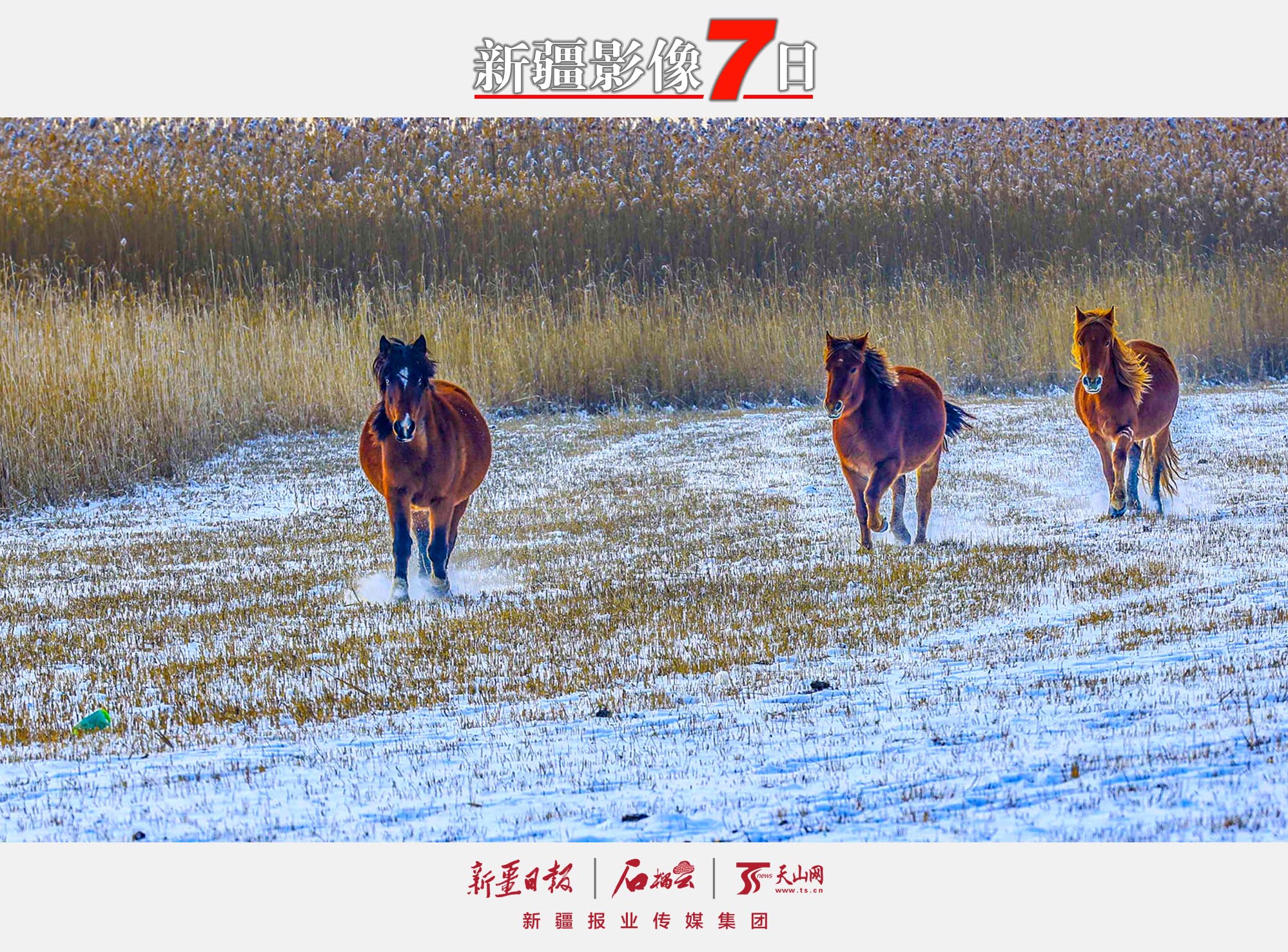 12月7日，駿馬在那拉提國家濕地公園的雪地上奔跑。大雪節(jié)氣，新源縣那拉提國家濕地公園銀裝素裹，奔馳的駿馬為寂靜的雪原平添一份活力。 張文庭攝