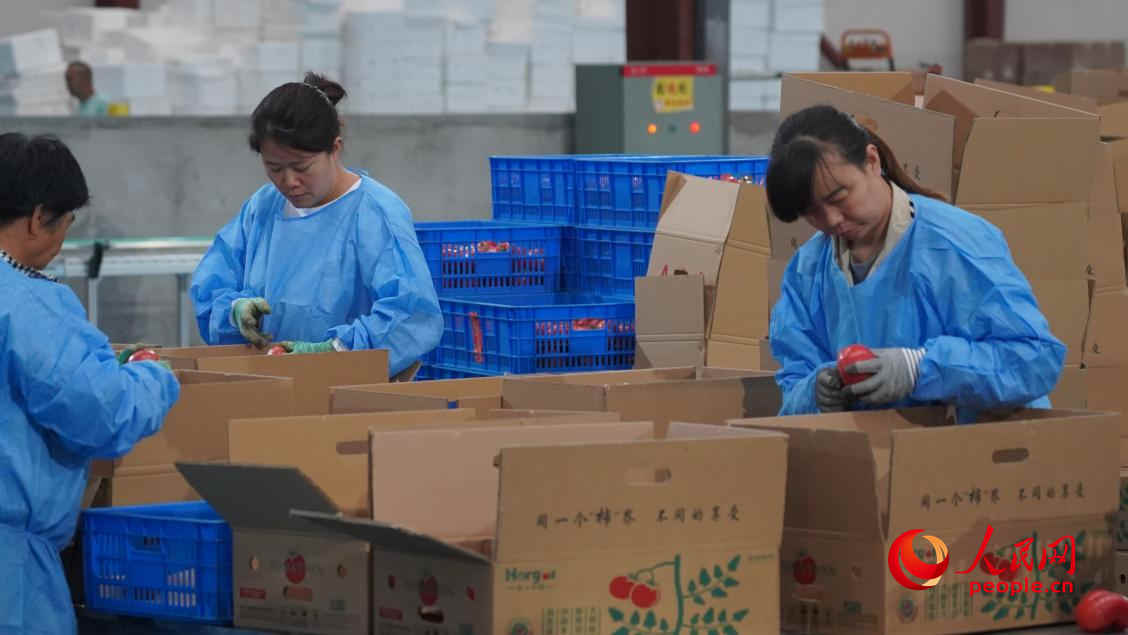 工人正在分揀、裝箱。人民網(wǎng) 李龍攝