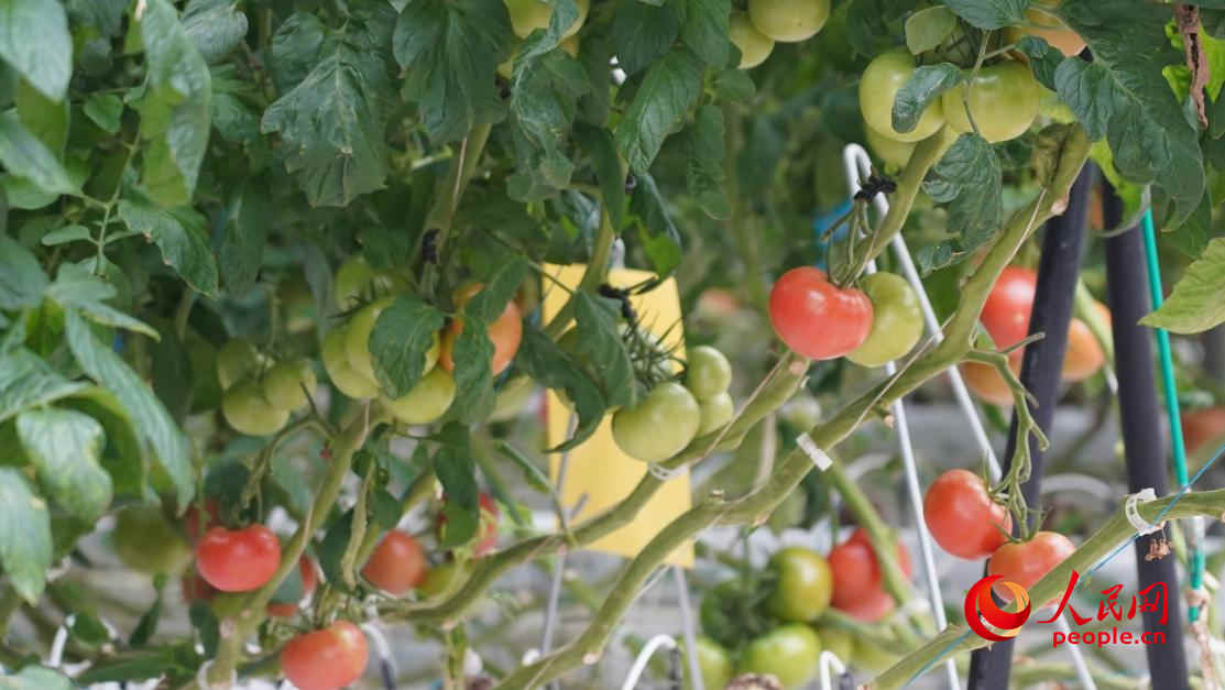 種植的大果番茄，每穗可結果四五個。人民網(wǎng) 李龍攝
